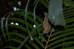 Stomiopera unicolor