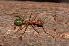 Oecophylla smaragdina