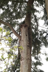 Colaptes
