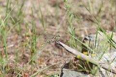 Ophiogomphus