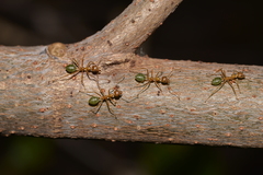 Oecophylla smaragdina