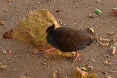 Megapodius reinwardt