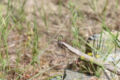Ophiogomphus