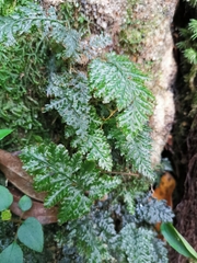 Trichomanes obscurum