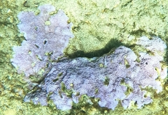 Montipora flabellata