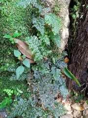 Trichomanes obscurum