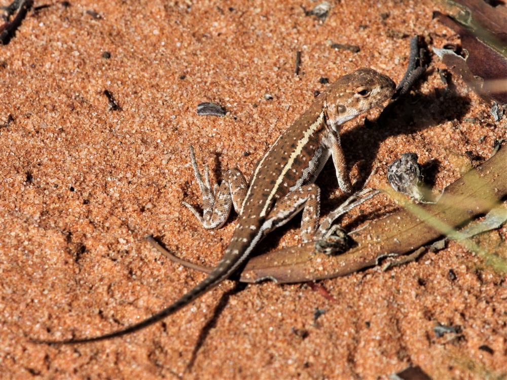 Eastern Mallee Dragon