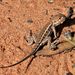 Eastern Mallee Dragon - Photo (c) Harvey Perkins, some rights reserved (CC BY-NC), uploaded by Harvey Perkins