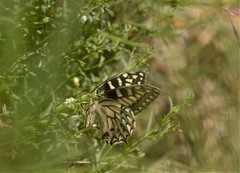 Papilio hospiton