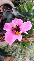 Apinae