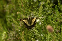 Papilio hospiton