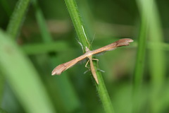 Stenoptilia pterodactyla