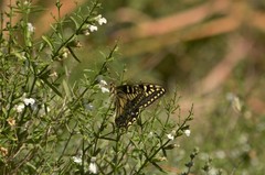Papilio hospiton