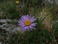 Aster alpinus
