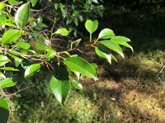 Excoecaria dallachyana