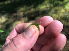 Excoecaria dallachyana