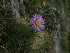 Aster alpinus