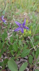 Campanula aurita
