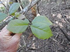 Mallotus claoxyloides