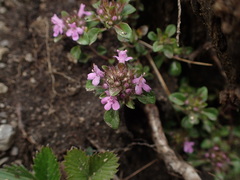 Thymus pulcherrimus