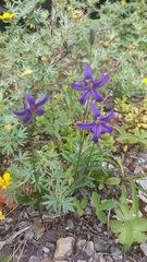 Campanula aurita