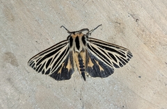 Apantesis virguncula
