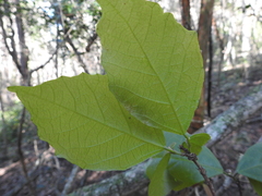 Mallotus claoxyloides