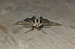 Apantesis virguncula