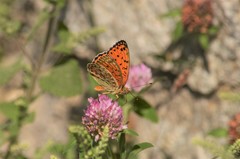 Argynnis elisa