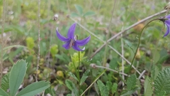 Campanula aurita