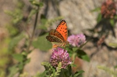 Argynnis elisa