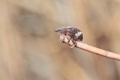 Oxyops fasciatus