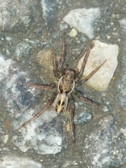 Artoriopsis melissae