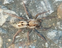 Artoriopsis melissae