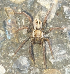 Artoriopsis melissae