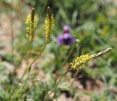 Plantago maritima serpentina
