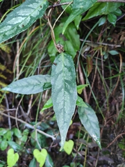 Schisandra propinqua