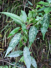 Schisandra propinqua