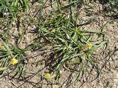 Plantago maritima serpentina