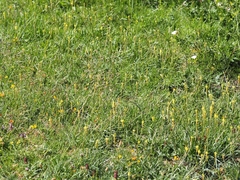 Plantago maritima serpentina