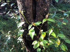 Excoecaria dallachyana