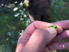 Excoecaria dallachyana