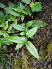 Lonicera acuminata