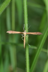 Stenoptilia pterodactyla