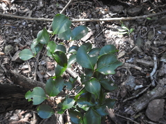 Mischocarpus anodontus