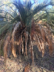 Macrozamia moorei