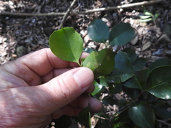 Mischocarpus anodontus