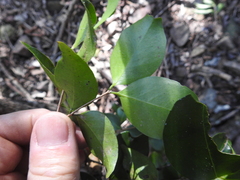 Mischocarpus anodontus