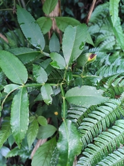 Zanthoxylum armatum