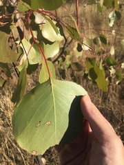 Eucalyptus populnea